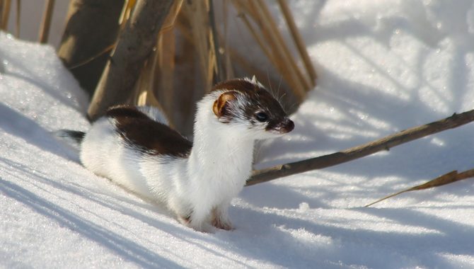 Latvijas mazākais plēsējs ar titulu