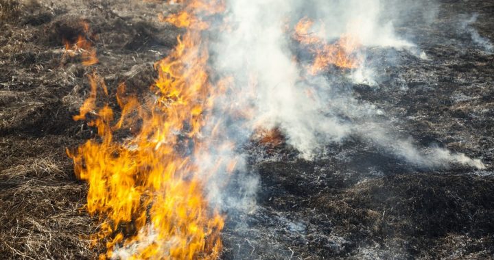 Tukumā dzēsts pirmais kūlas ugunsgrēks