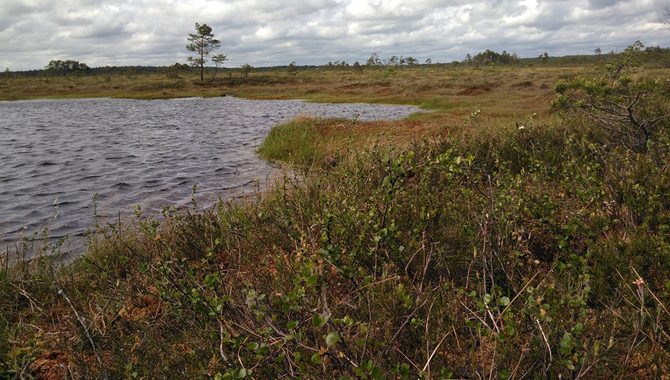 Purvi. Maz zināmi, neiepazīti