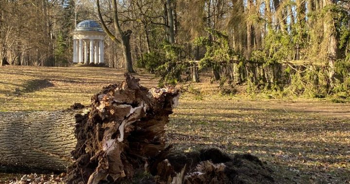 Kad vējš ir stiprāks par koku…