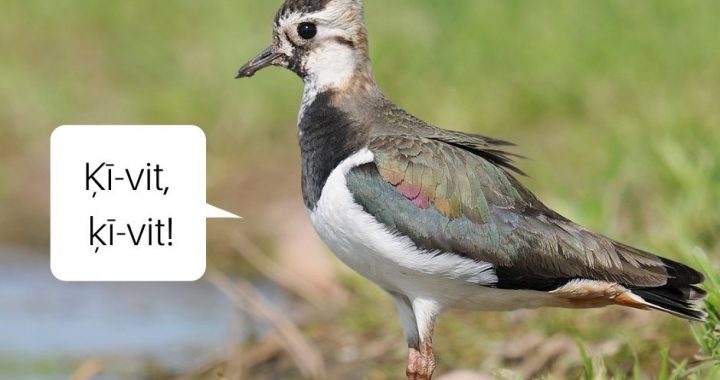 Aicina palīdzēt putnu pētniekiem un iesūtīt ierakstītas putnu balsis