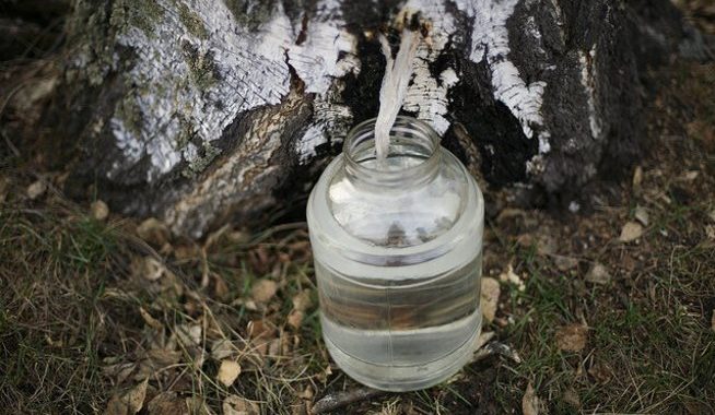 Sulu ieguve mežā jāsaskaņo ar meža īpašnieku