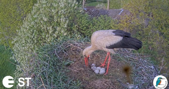 Stārķu ligzdā Tukuma pusē nedēļas nogalē izšķīlušies pirmie mazuļi/VIDEO/