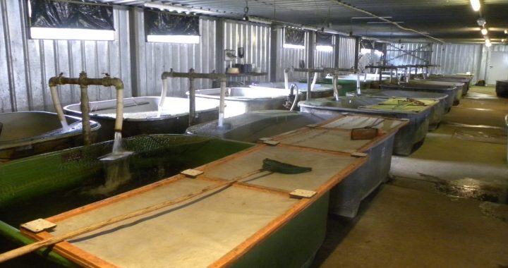 Tramīgo taimiņu trajektorijas