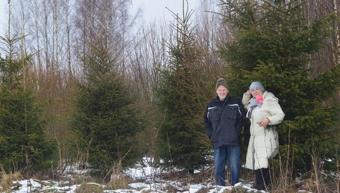 Mežs – tie nav tikai koki