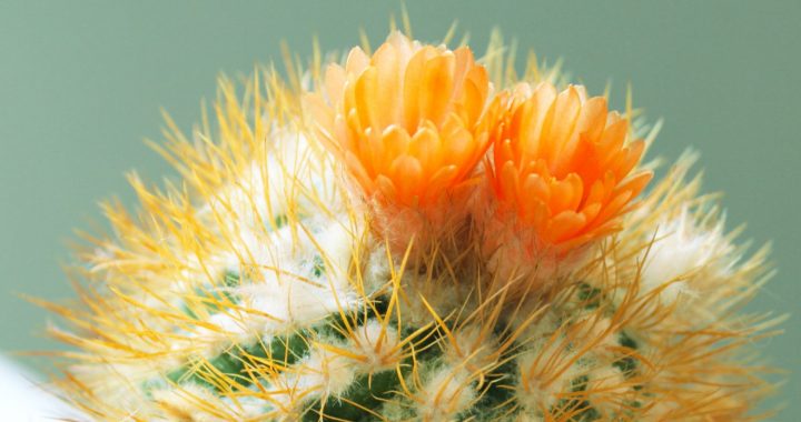 Aicina apmeklēt kaktusu izstādi