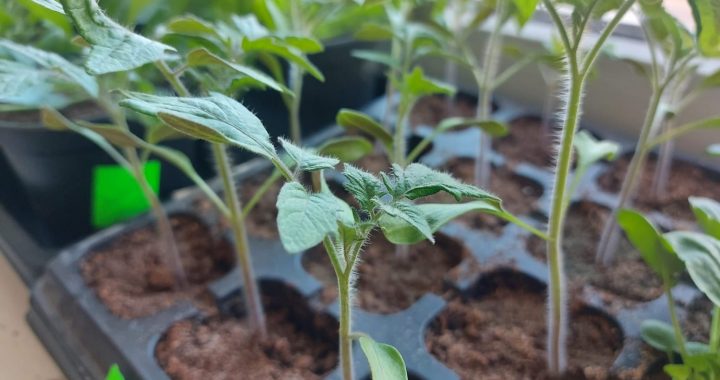 Ziedot.lv grūtībās nonākušajiem cilvēkiem  sagādās sēklas, stādus un dārza piederumus