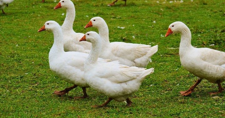 Putnus varēs laist brīvībā!