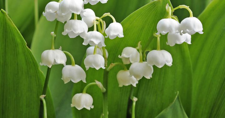 Nākamnedēļ populārākais vārds – Inese