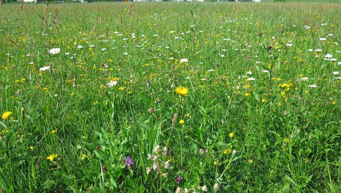 Dabai ir vieta arī pilsētā