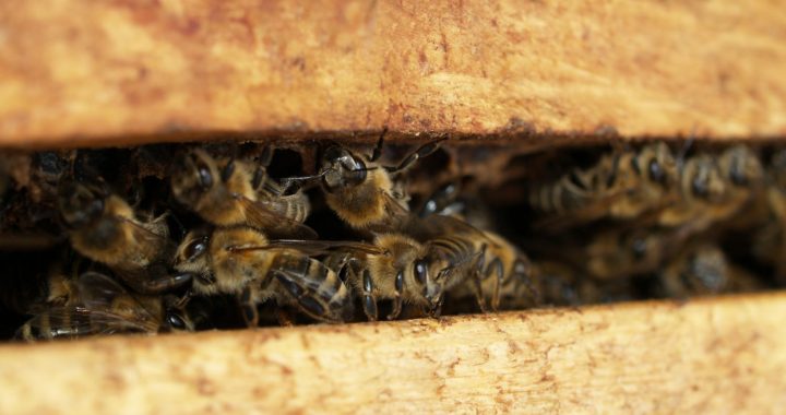 Tiešaistē iespējams sekot līdzi bišu gaitām stropā