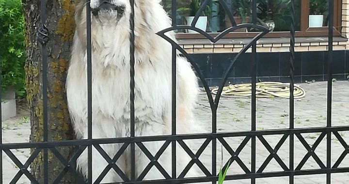 Aicina sakārtot pastkastītes un pieskatīt suņus. Kurzemes reģionā biežākās problēmas – arī Tukuma pusē/FOTO/