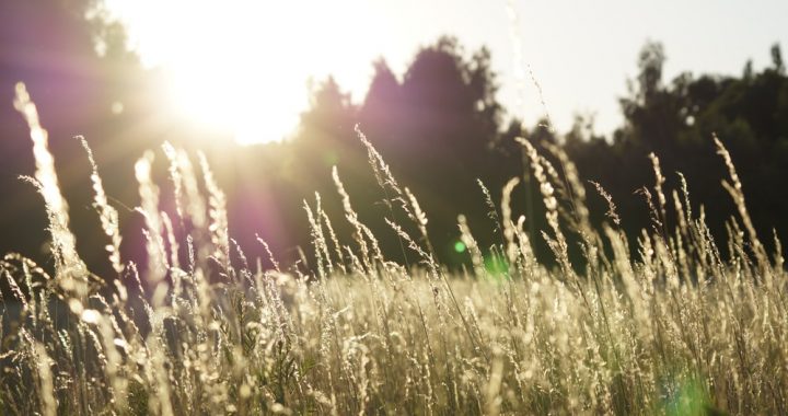 Dabas draugi, izmantotāji vai divkoši?