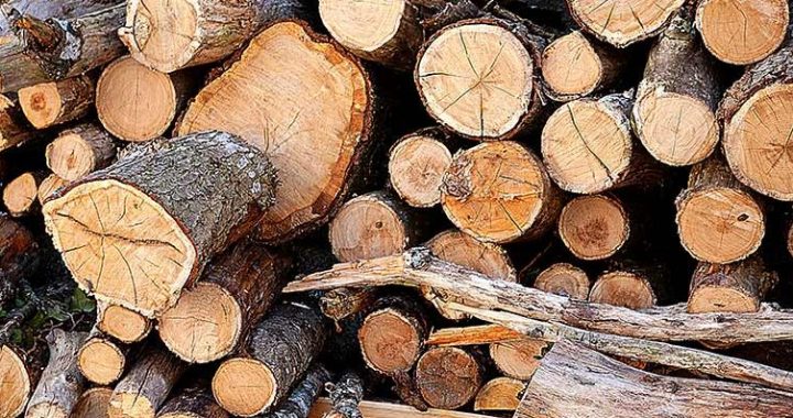 Kas tālāk notiek ar nozāģētajiem kokiem?