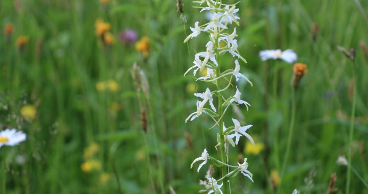 Kad savvaļas orhidejas pašas nāk mājās…