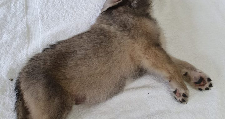 Meklē suņa saimnieku, kurš Džūkstes pagastā koka kastē pametis kucēnus