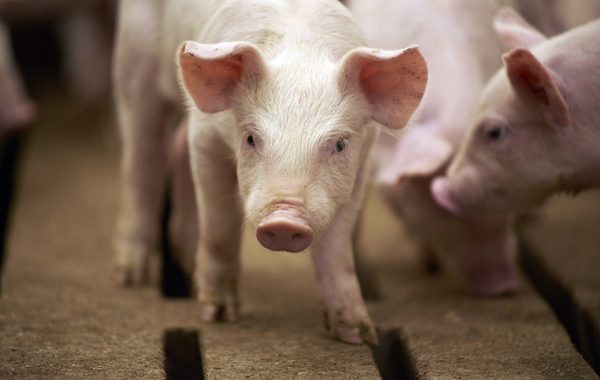 Latvijā konstatēts šogad pirmais Āfrikas cūku mēra uzliesmojums mājas cūkām