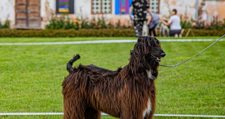 Nedēļas nogalē Tukuma pusē