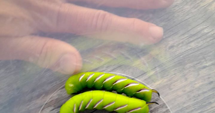 Kas par milzu kāpuru?