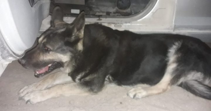 Zemītes pagastā atrasta sunīte. Saimniekam lūgums atsaukties!