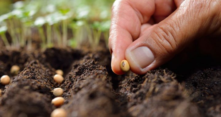 Dārzeņu sēklu ievešanai Latvijā no valstīm ārpus ES turpmāk būs nepieciešams fitosanitārais sertifikāts