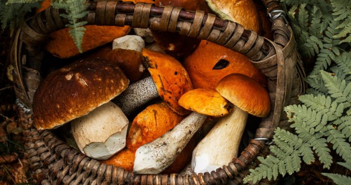 Maldījušies pa mežiem, tostarp Tukuma novadā