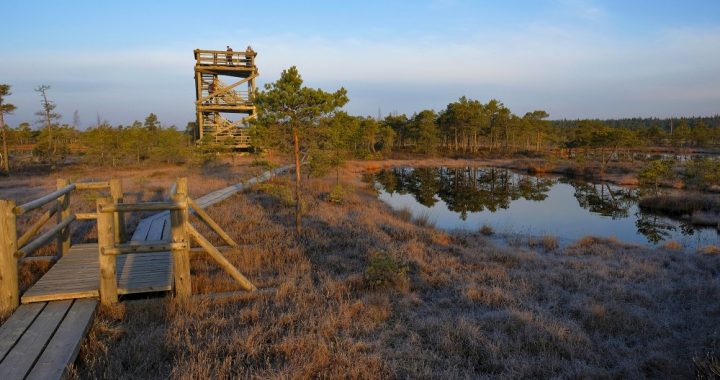 Ķemeru Nacionālā parka Ceļotāju dienās vēros putnus un krāsos purvu