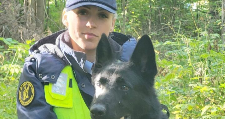 Dienesta suns Hanters veiksmīgi atrod mežā apmaldījušos sēņotāju