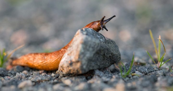 Kailgliemežu uzvaras gājiens