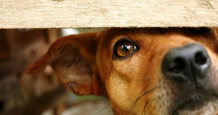 Latvijas Veterinārārstu biedrība: Ar vislielāko likuma bardzību jāvēršas pret tiem, kuru darbības vai bezdarbības rezultātā tiek sakropļoti vai nogalināti dzīvnieki