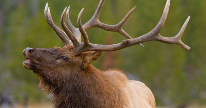 Kam teikšana vislielākā, kam balss – visskaļākā?