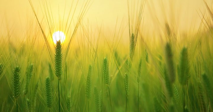 Kandavas lauksaimniecības tehnikumā noskaidroti labākie jaunie augkopības speciālisti