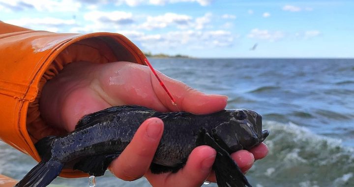 Apaļais jūrasgrundulis kā iespēja