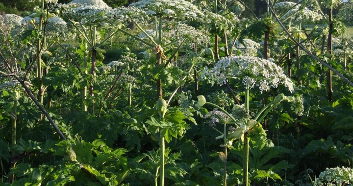 Neuzvaramais Sosnovska latvānis