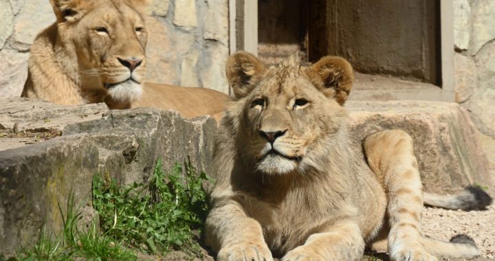 Rīgas Nacionālajam zooloģiskajam dārzam 110 gadi!
