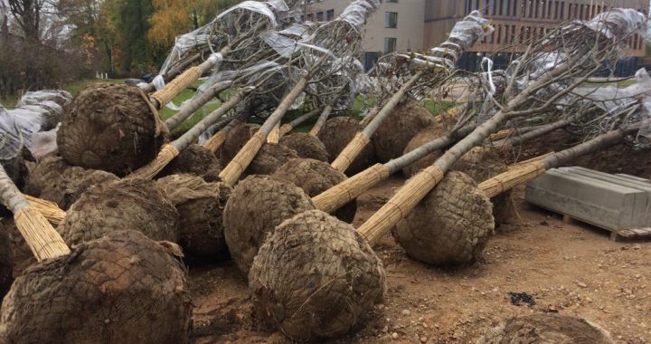 Kurzemes ielā stādīs Holandes liepas