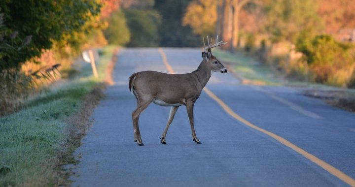 Kur un kā ziņot par nobrauktu meža zvēru?