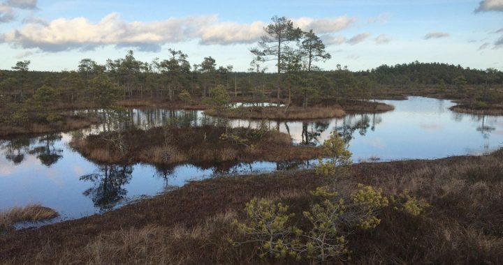 Zaļajā purvā uzsākta koku izciršana ūdens līmeņa atjaunošanai