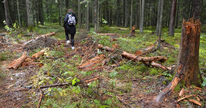 Mežs nav tikai planētas plaušas