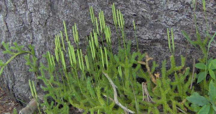 Latvijas televīzija ziņo, ka Tukuma novadā, iespējams, izpostīta aizsargājamu augu atradne