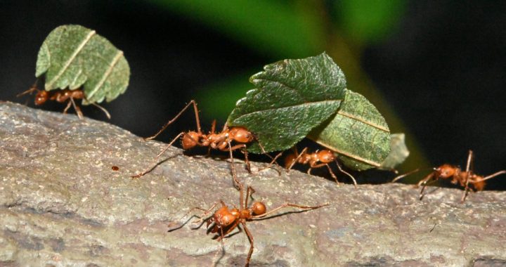 Nedēļas nogalē Rīgas zooloģiskajā dārzā būs radošā darbnīca «Dzīvnieku īpašās spējas»
