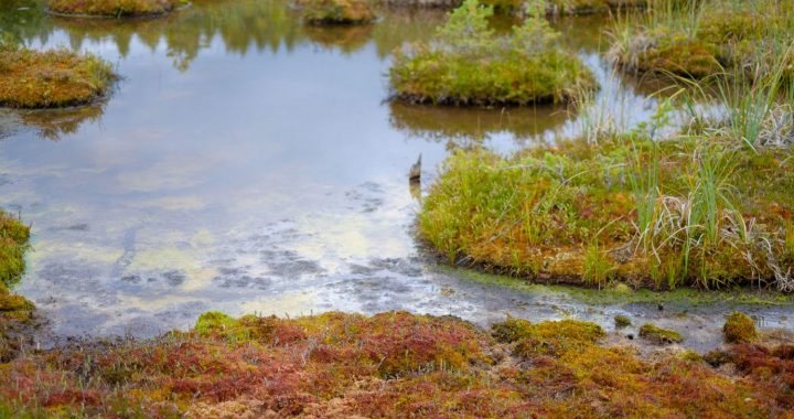 Atjaunošanas darbi arī Raganu purvā