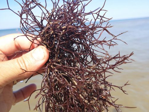 Baltijas jūras aļģes ir ilgtspējīga alternatīva