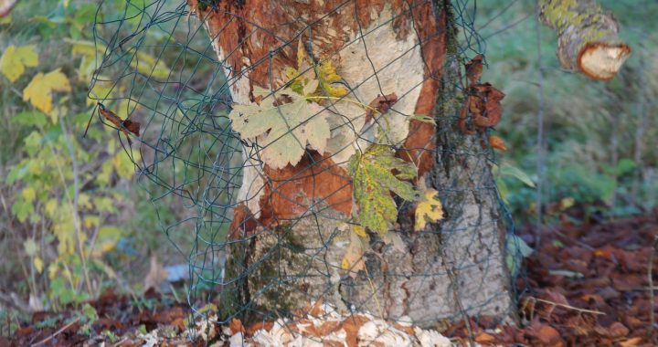 Kā būt ar bebriem pilsētā?