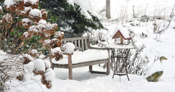 Aktuālie dārza darbi pašā gada nogalē