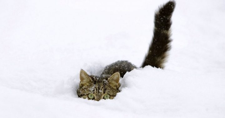 Cik izmaksā sniega izvešana?