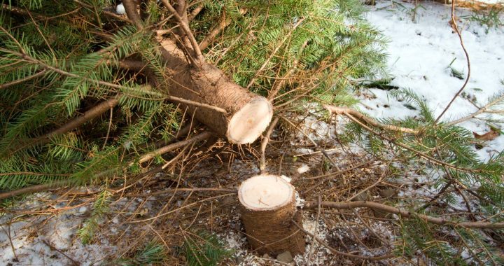 Kam traucēja ceļmalas koki?