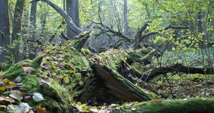 Gada dzīvotne 2023 – kritala