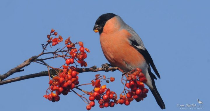 Aicina dārzos skaitīt putnus