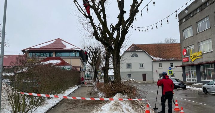 Tukumā uzsākta koku vainagu veidošana